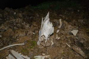 Cows, calves and bones on dead pile at dairy farm - Captured at Minko North Dairy, Korunye SA Australia.