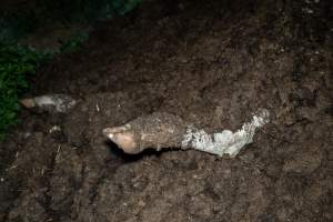 Cows, calves and bones on dead pile at dairy farm - Captured at Minko North Dairy, Korunye SA Australia.
