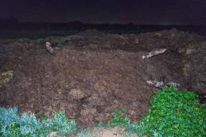Cows, calves and bones on dead pile at dairy farm - Captured at Minko North Dairy, Korunye SA Australia.