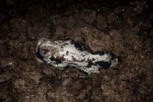 Cows, calves and bones on dead pile at dairy farm - Captured at Minko North Dairy, Korunye SA Australia.