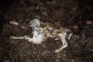 Cows, calves and bones on dead pile at dairy farm - Captured at Minko North Dairy, Korunye SA Australia.