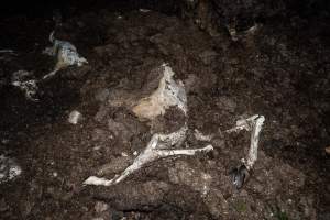 Cows, calves and bones on dead pile at dairy farm - Captured at Minko North Dairy, Korunye SA Australia.