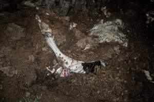 Cows, calves and bones on dead pile at dairy farm - Captured at Minko North Dairy, Korunye SA Australia.
