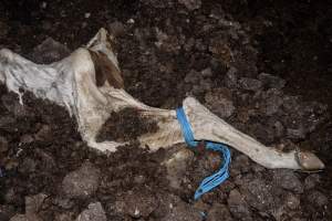 Cows, calves and bones on dead pile at dairy farm - Captured at Minko North Dairy, Korunye SA Australia.