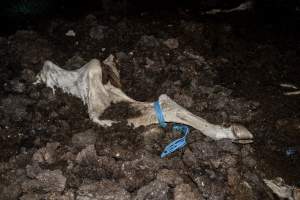 Cows, calves and bones on dead pile at dairy farm - Captured at Minko North Dairy, Korunye SA Australia.