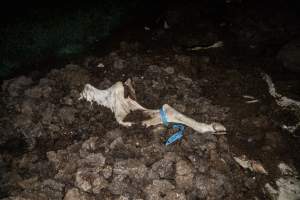 Cows, calves and bones on dead pile at dairy farm - Captured at Minko North Dairy, Korunye SA Australia.