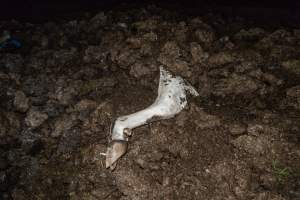 Cows, calves and bones on dead pile at dairy farm - Captured at Minko North Dairy, Korunye SA Australia.