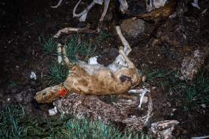 Cows, calves and bones on dead pile at dairy farm - Captured at Minko North Dairy, Korunye SA Australia.