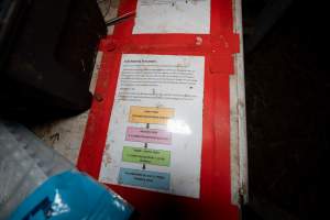 Calf rearing procedures at a dairy farm - Captured at Minko North Dairy, Korunye SA Australia.