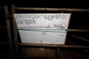 Whiteboard in calf shed at a dairy farm - Captured at Minko North Dairy, Korunye SA Australia.