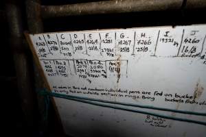 Whiteboard in calf shed at a dairy farm - Captured at Minko North Dairy, Korunye SA Australia.