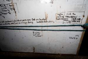Whiteboard in calf shed at a dairy farm - Captured at Minko North Dairy, Korunye SA Australia.