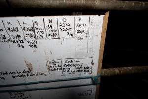 Whiteboard in calf shed at a dairy farm - Captured at Minko North Dairy, Korunye SA Australia.