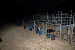 Calves in pens on dairy farm - Captured at Minko North Dairy, Korunye SA Australia.