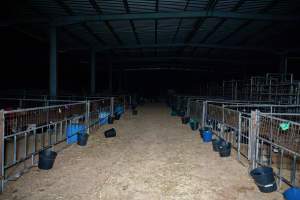 Calves in pens on dairy farm - Captured at Minko North Dairy, Korunye SA Australia.