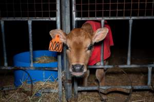 Calves in pens on dairy farm - Captured at Minko North Dairy, Korunye SA Australia.