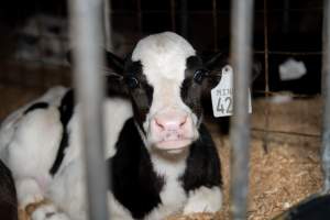 Calves in pens on dairy farm - Captured at Minko North Dairy, Korunye SA Australia.