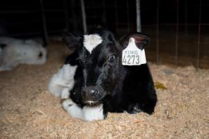 Calves in pens on dairy farm - Captured at Minko North Dairy, Korunye SA Australia.