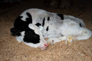 Calves in pens on dairy farm - Captured at Minko North Dairy, Korunye SA Australia.