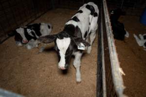 Calves in pens on dairy farm - Captured at Minko North Dairy, Korunye SA Australia.