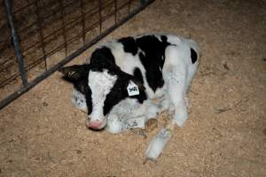 Calves in pens on dairy farm - Captured at Minko North Dairy, Korunye SA Australia.