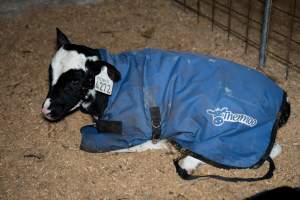 Calves in pens on dairy farm - Captured at Minko North Dairy, Korunye SA Australia.