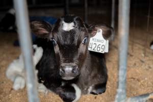 Calves in pens on dairy farm - Captured at Minko North Dairy, Korunye SA Australia.