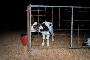 Calves in pens on dairy farm - Captured at Minko North Dairy, Korunye SA Australia.