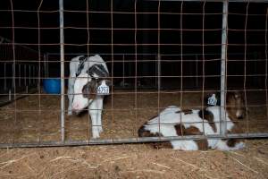 Calves in pens on dairy farm - Captured at Minko North Dairy, Korunye SA Australia.