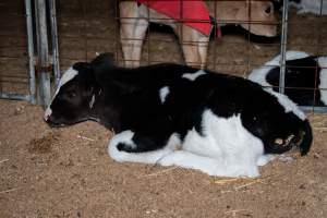 Calves in pens on dairy farm - Captured at Minko North Dairy, Korunye SA Australia.