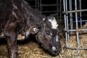 Calves in pens on dairy farm - Captured at Minko North Dairy, Korunye SA Australia.
