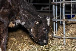 Calves in pens on dairy farm - Captured at Minko North Dairy, Korunye SA Australia.
