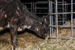 Calves in pens on dairy farm - Captured at Minko North Dairy, Korunye SA Australia.