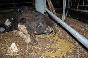 Dead calf at dairy farm - Captured at Minko North Dairy, Korunye SA Australia.