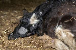 Dead calf at dairy farm - Captured at Minko North Dairy, Korunye SA Australia.