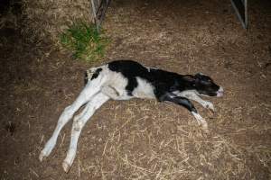 Dead calf at dairy farm - Captured at Minko North Dairy, Korunye SA Australia.