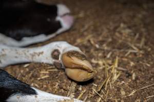 Dead calf at dairy farm - Captured at Minko North Dairy, Korunye SA Australia.