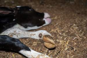 Dead calf at dairy farm - Captured at Minko North Dairy, Korunye SA Australia.