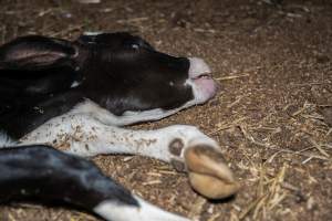 Dead calf at dairy farm - Captured at Minko North Dairy, Korunye SA Australia.