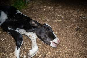Dead calf at dairy farm - Captured at Minko North Dairy, Korunye SA Australia.