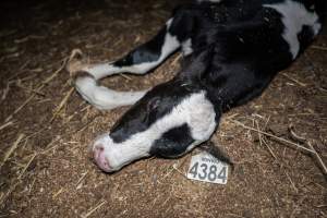 Dead calf at dairy farm - Captured at Minko North Dairy, Korunye SA Australia.
