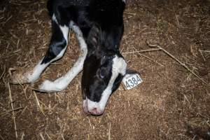 Dead calf at dairy farm - Captured at Minko North Dairy, Korunye SA Australia.