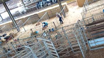 Workers in calf pen at dairy farm - Screenshot from hidden camera - Captured at Minko North Dairy, Korunye SA Australia.