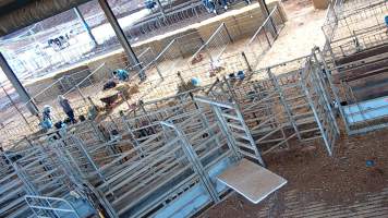 Workers in calf pen at dairy farm - Screenshot from hidden camera - Captured at Minko North Dairy, Korunye SA Australia.