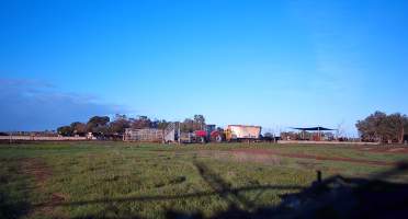 Feed truck at dairy farm - Screenshot from hidden camera - Captured at Minko North Dairy, Korunye SA Australia.