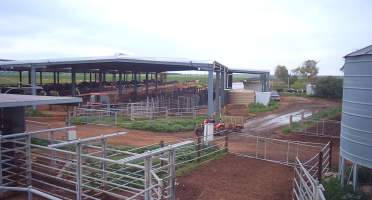 Calf in trailer at dairy farm - Screenshot from hidden camera - Captured at Minko North Dairy, Korunye SA Australia.