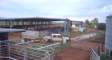 Animals in trailer at dairy farm - Screenshot from hidden camera - Captured at Minko North Dairy, Korunye SA Australia.