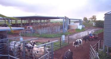 Calf in trailer at dairy farm - Screenshot from hidden camera - Captured at Minko North Dairy, Korunye SA Australia.