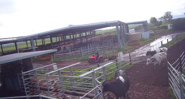 Calf in trailer at dairy farm - Screenshot from hidden camera - Captured at Minko North Dairy, Korunye SA Australia.