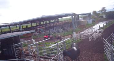 Calf in trailer at dairy farm - Screenshot from hidden camera - Captured at Minko North Dairy, Korunye SA Australia.